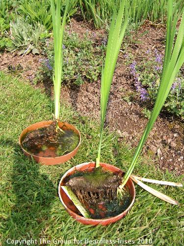 spuria article 4 Hickory Leaves pieces for planting April 2007